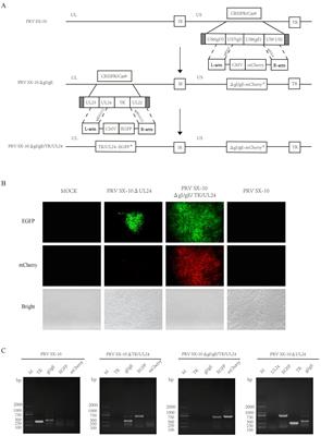 Development and immunogenicity evaluation of a quadruple-gene-deleted pseudorabies virus strain